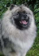 Keeshond / vlčí špic prodám štěňata s PP po kvalit